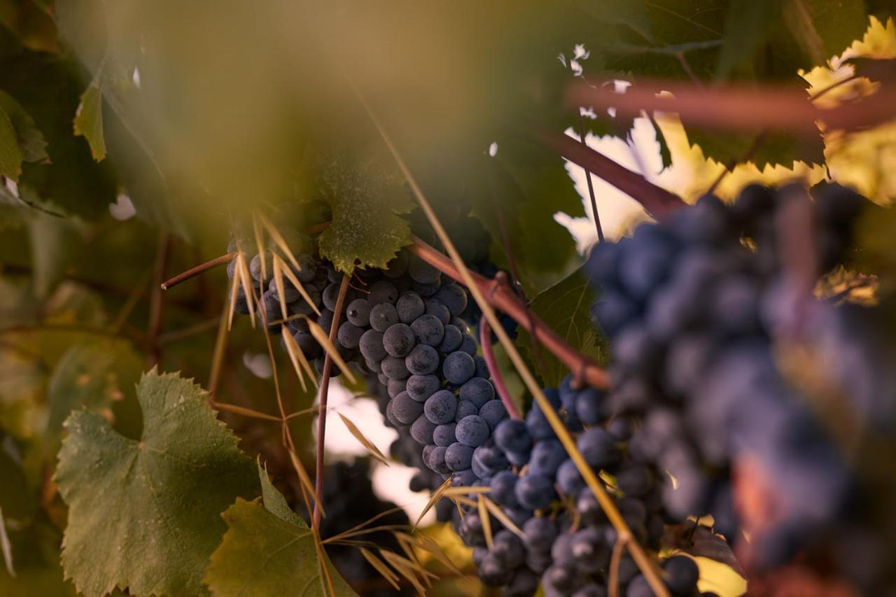Tenuta San Vito In Fior Di Selva Alojamento de Turismo Rural