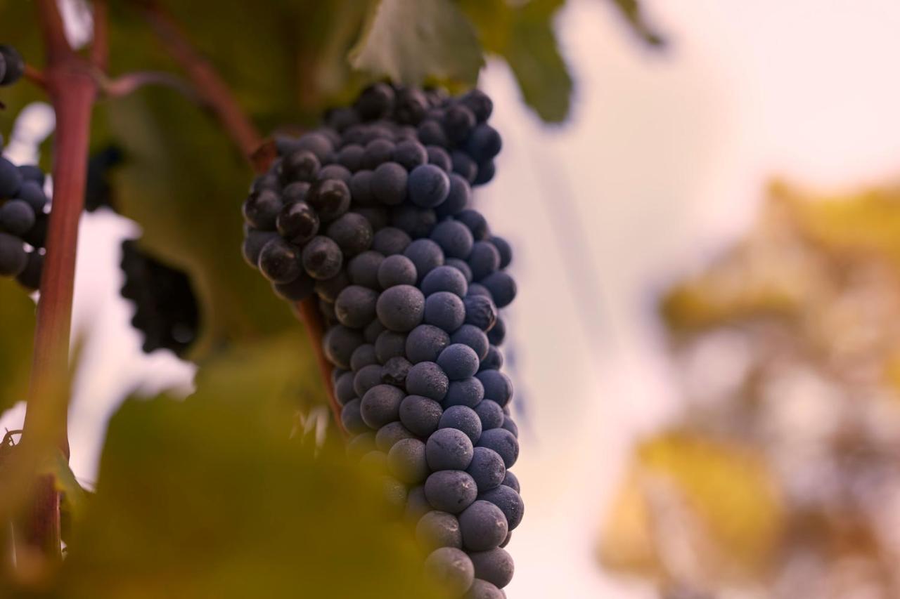 Tenuta San Vito In Fior Di Selva * Montelupo Fiorentino