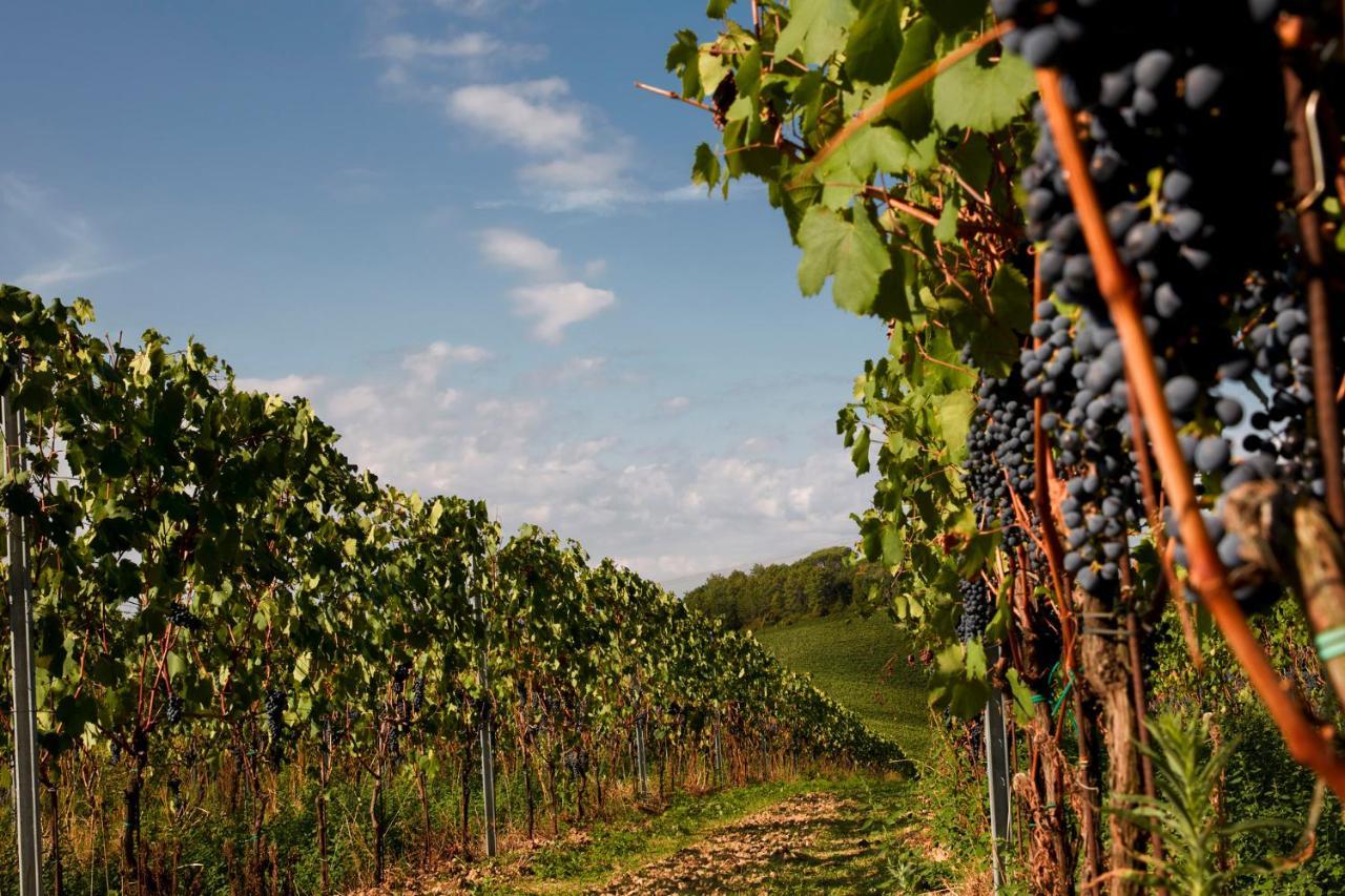 Tenuta San Vito In Fior Di Selva * Montelupo Fiorentino